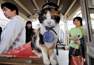 Кошка Тама