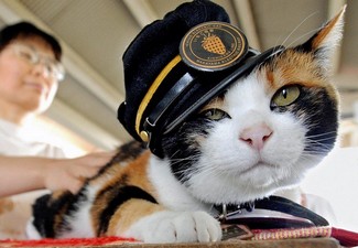 Кошка Тама