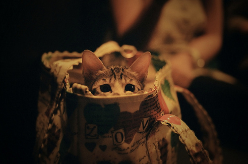 Котята в сумке