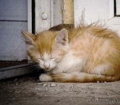 котенок