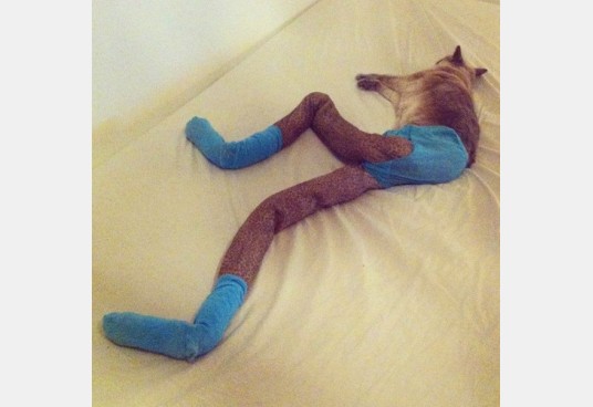Кот в колготах