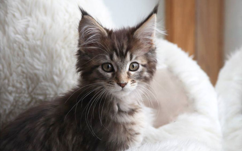 Котенок Туула