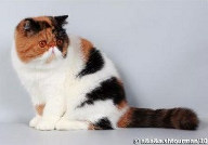 Экзотическая короткошерстная кошка