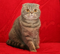 Шотландская кошка