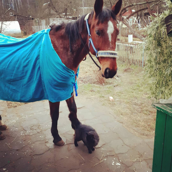 Фото Лилии