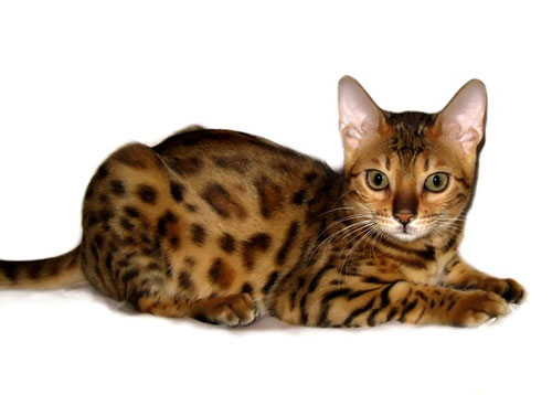 Бенгальская кошка