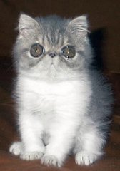 Экзотический короткошерстный котенок