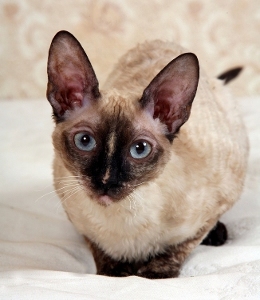 Корниш рекс