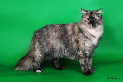 Норвежская лесная кошка