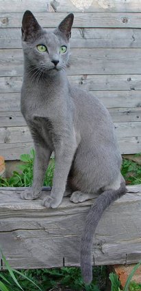 Русская голубая кошка