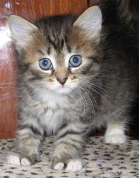 Сибирский котенок