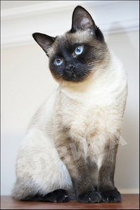 Тайская кошка